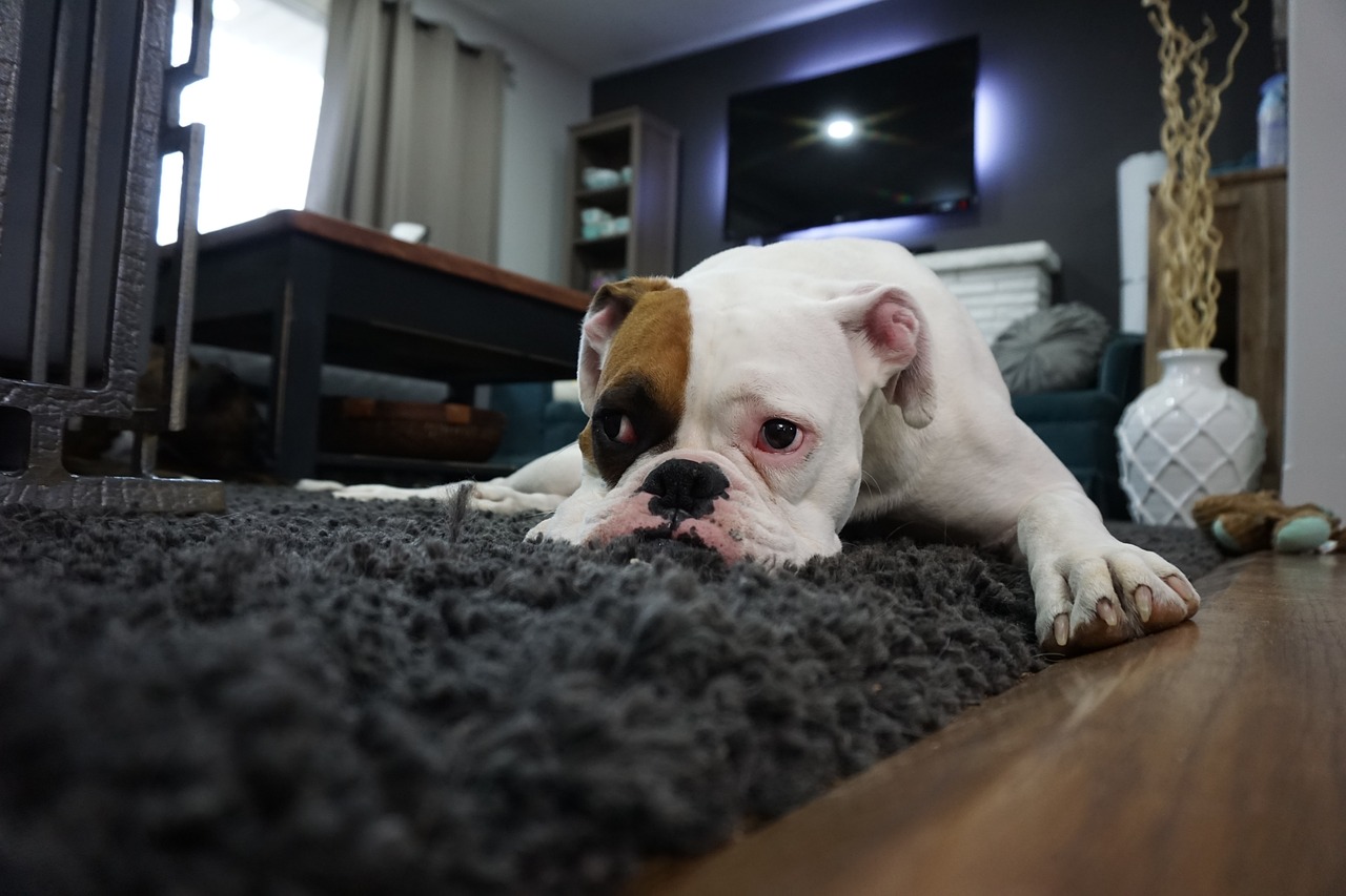 Jak zaadaptować dom dla potrzeb psa-seniora?
